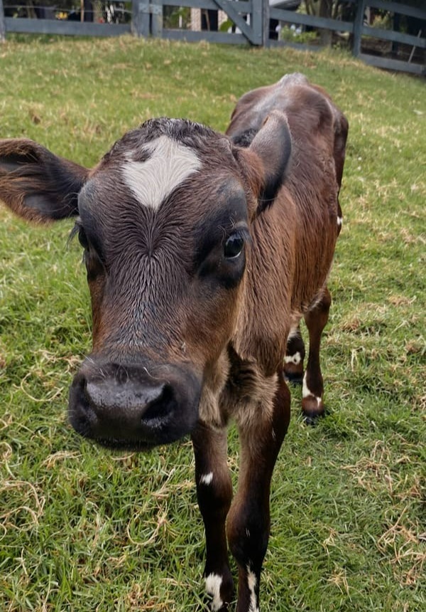 glamping en antioquia con animales de granja