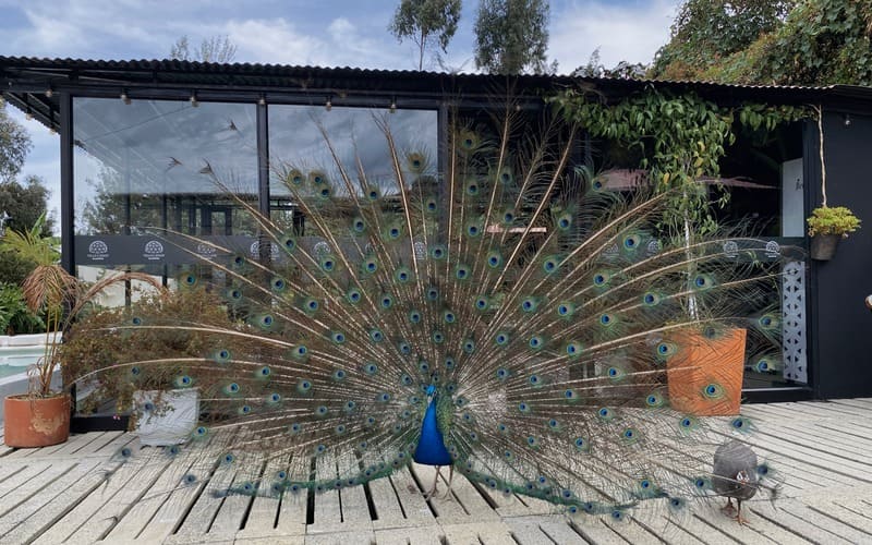 Pavo real
